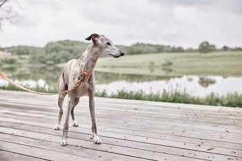 Collier pour chien Robin - Grand 7