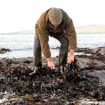 Infusion de bain aux algues et plantes biologiques irlandaises 7