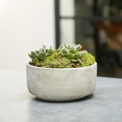 Tivoli Plant Bowl