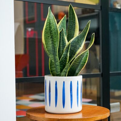 Panza Stripe Planter Ocean