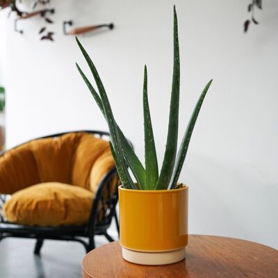 Enos Pot, Indoor Planter H10.5cm x D10cm