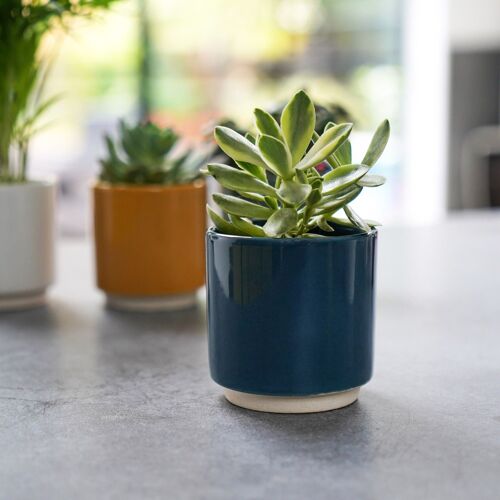 Enos Cacti Pot