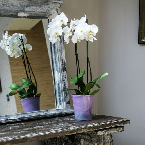 Flared, Recycled Glass Orchid Planter