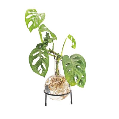 Hydro vase Flora en verre