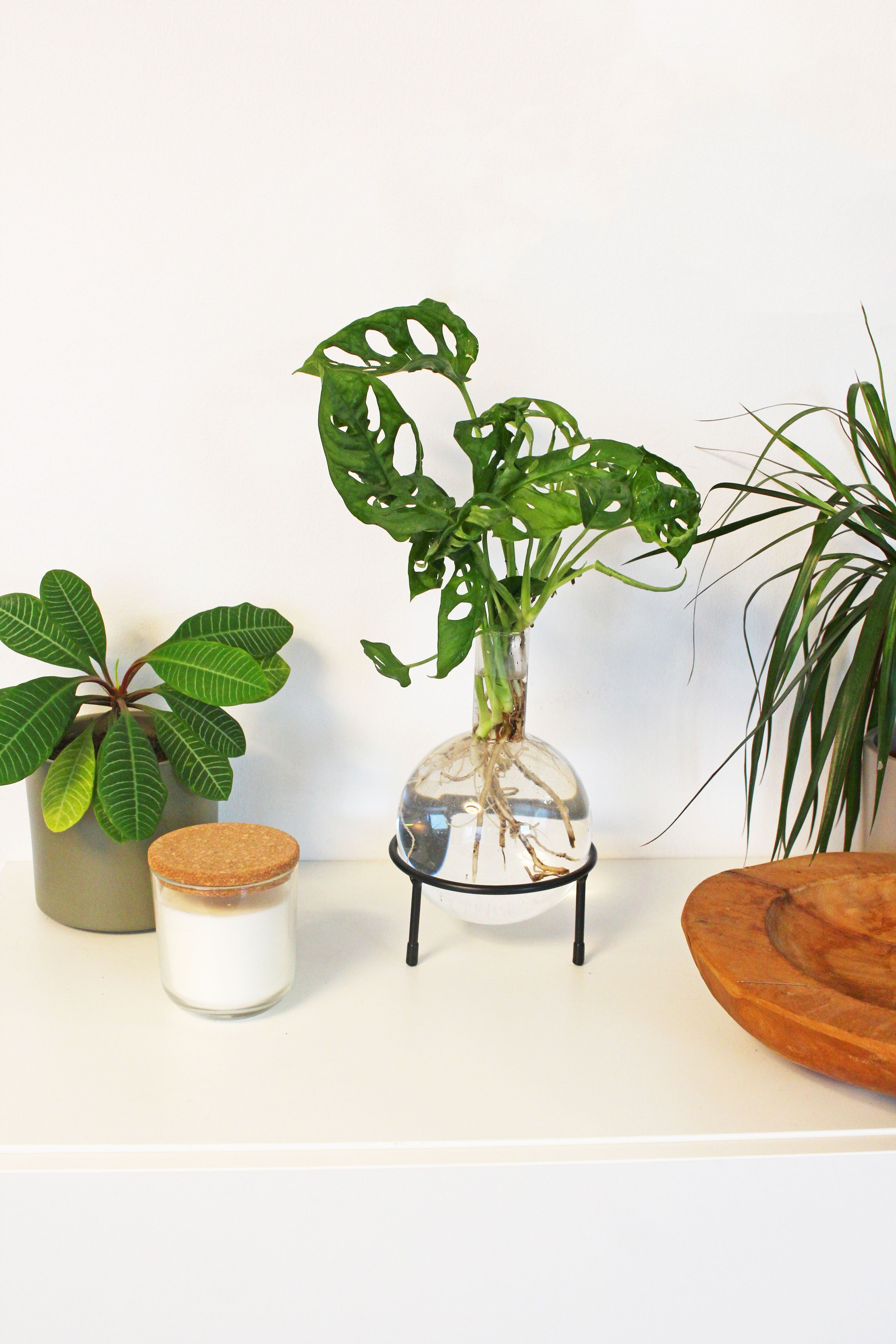 Florero Hydro Flora de cristal