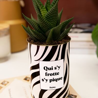 Cactus - Qui s'y frotte s'y pique