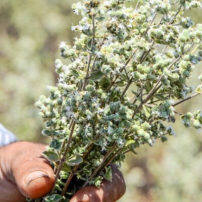 BULK/CHR - Oregano leaf - 500g - Herb