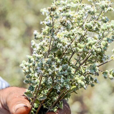 BULK/CHR - Oregano leaf - 500g - Herb