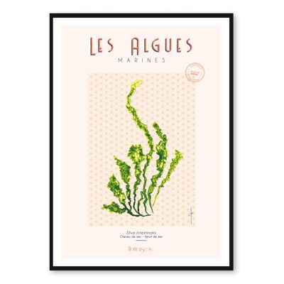 Affiche les algues marines - Ulva Intestinalis