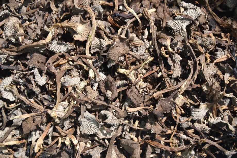 CHANTERELLES GRISES SECHES              Cantharellus Tubaeformis