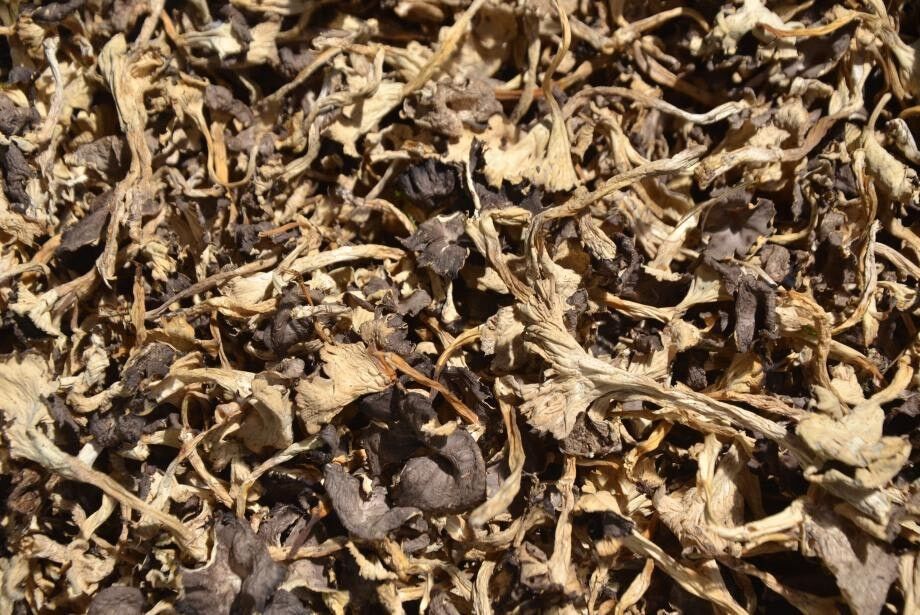 CHANTERELLES MODESTES SECHES                Cantharellus Lutescens