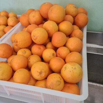 Tarocco Confiture Extra Orange Sanguine 160g 7