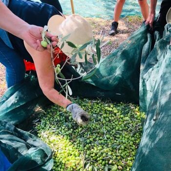 Olives Vertes à l'Eau de Mer 200g (130g égouttés) 3