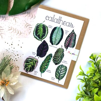 Carte d'espèces de plantes Calathea