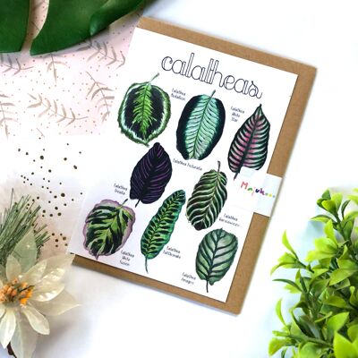 Calathea-Pflanzenartenkarte