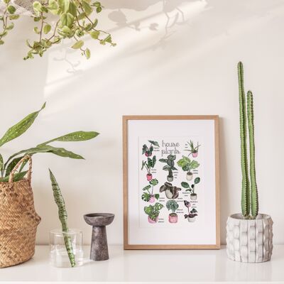 Zimmerpflanzenarten A4 Kunstdruck