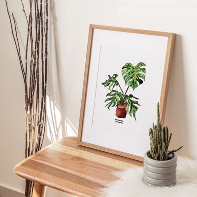 Monstera Variegata A4 Impression artistique