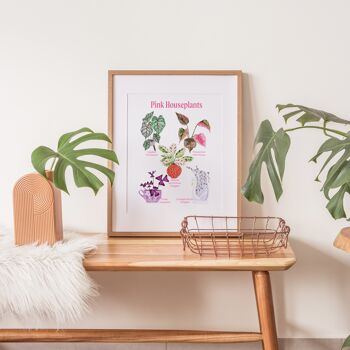 Les espèces de plantes d'intérieur roses illustrées A4 Art Print 1