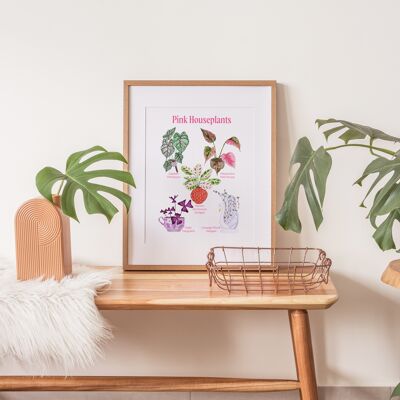 Die rosafarbenen Zimmerpflanzenarten, illustrierter A4-Kunstdruck