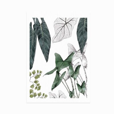 Affiche Les Plantes I