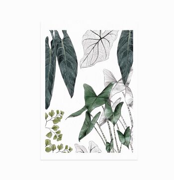 Affiche Les Plantes I 1