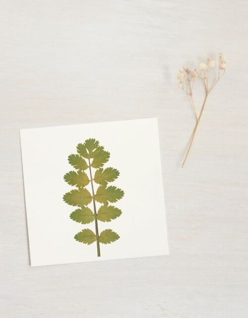 Herbier Boucage (feuille) • format 10cm x 10cm • à encadrer