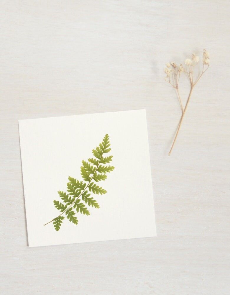 Erbario di felce (foglia) • dimensioni 10 cm x 10 cm • da incorniciare