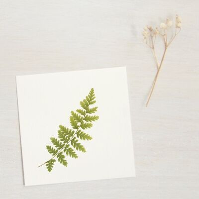 Fern Herbarium (leaf) • size 10cm x 10cm • to frame
