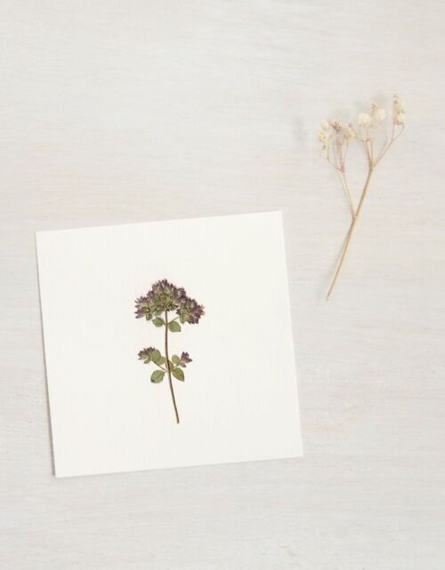 Herbier Origan (fleur) • format 10cm x 10cm • à encadrer