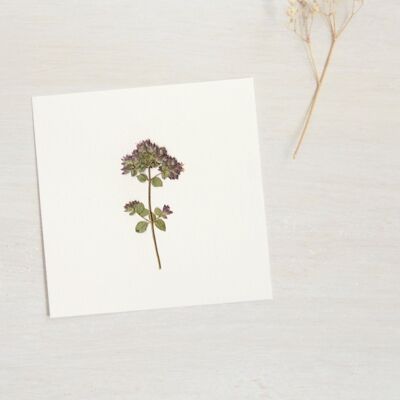 Herbier Origan (fleur) • format 10cm x 10cm • à encadrer