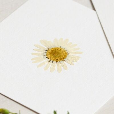 Gänseblümchen Herbarium (Blume) • Größe 10cm x 10cm • zum Rahmen