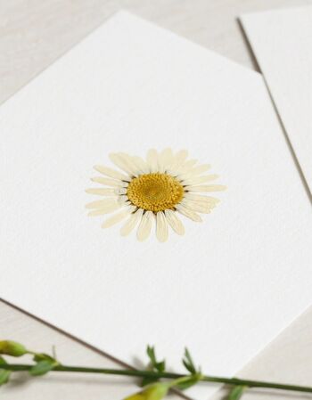 Herbier Marguerite (fleur) • format 10cm x 10cm • à encadrer 1