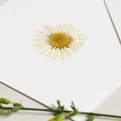 Herbario de margaritas (flor) • tamaño 10cm x 10cm • para enmarcar