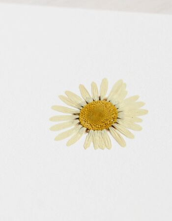 Herbier Marguerite (fleur) • format 10cm x 10cm • à encadrer 2