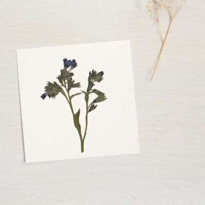 Herbario Pulmón (flor) • tamaño 10cm x 10cm • para enmarcar