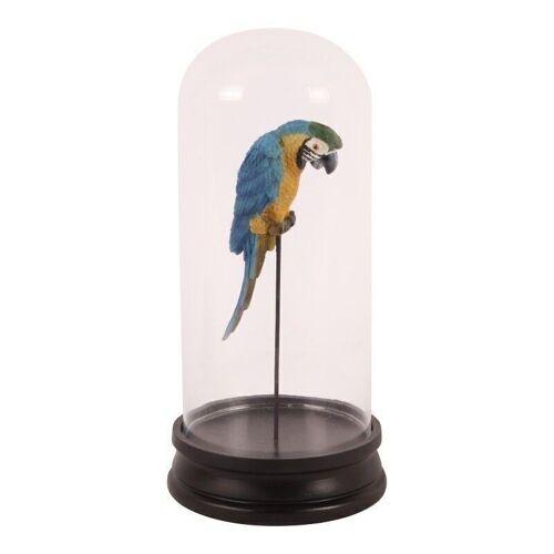 Bell jar with parrot a