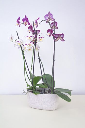 Pot de fleurs en céramique au design texturé à bulles | Style contemporain | Jardinière d'intérieur faite à la main | Finition émaillée en blanc 3