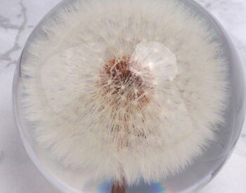 Véritable boule de cristal de pissenlit 70 mm 4