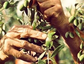 Pâté d'olives noires épicées 500g 3