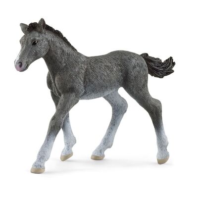 Schleich Horse Club Trakehner Potro Figura de Juguete, 3 a 8 años, Gris (13944)