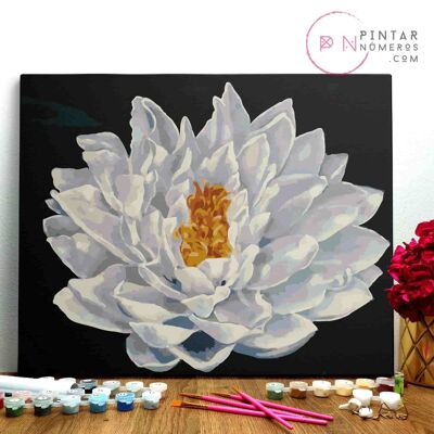 MALE NACH ZAHLEN ® - Weißer Lotus - (Malen nach Zahlen gerahmt 40x50cm)