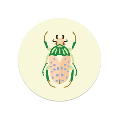 Round sticker beetle insect
