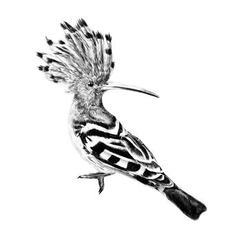 Décalcomanie murale Huppe fasciée - illustration d’oiseau - autocollant mural 3