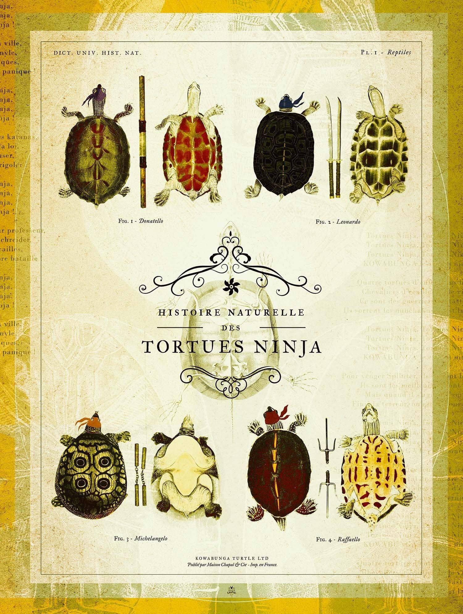 Naturgeschichte der Ninja Turtles • Die Helden unserer Kindheit