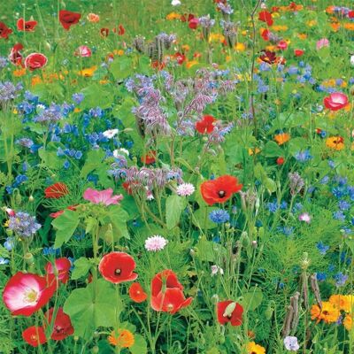 LiveMoor Wild Flower Meadow Seeds - Ayuda a salvar la población de abejas del Reino Unido