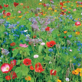 LiveMoor Wild Flower Meadow Seeds - Aidez à sauver la population d'abeilles du Royaume-Uni 1