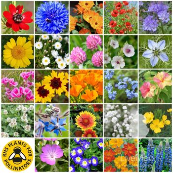 LiveMoor Wild Flower Meadow Seeds - Aidez à sauver la population d'abeilles du Royaume-Uni 6