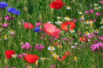 LiveMoor Wild Flower Meadow Seeds - Aidez à sauver la population d'abeilles du Royaume-Uni 7