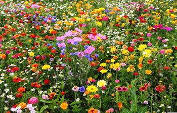 LiveMoor Wild Flower Meadow Seeds - Aidez à sauver la population d'abeilles du Royaume-Uni 8