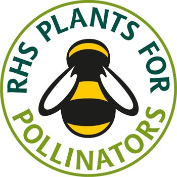 LiveMoor Wild Flower Meadow Seeds - Aidez à sauver la population d'abeilles du Royaume-Uni 10